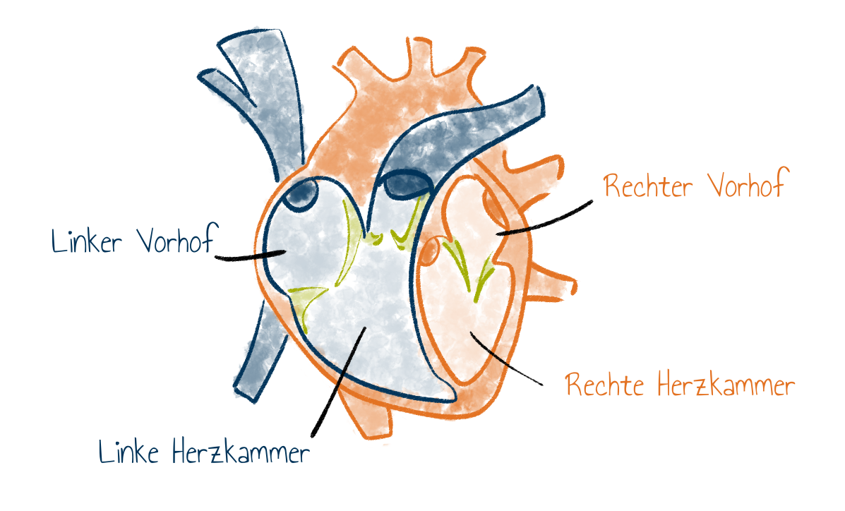 Schema Herz