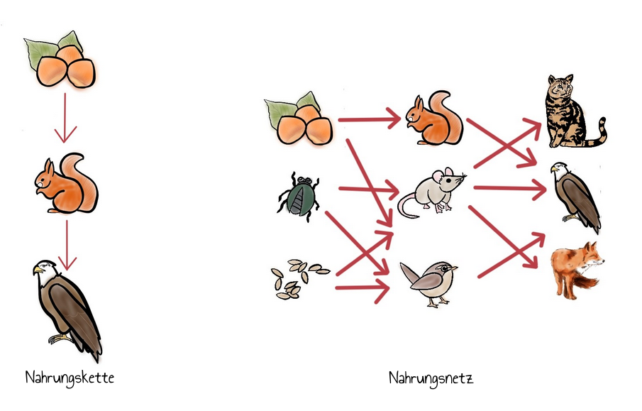 Nahrungskette und -netz