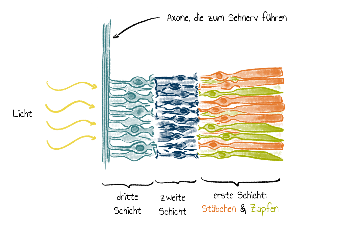 Die Netzhaut